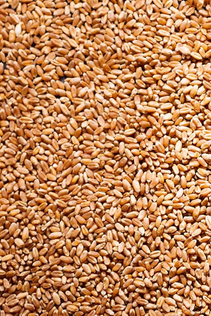 seeds image